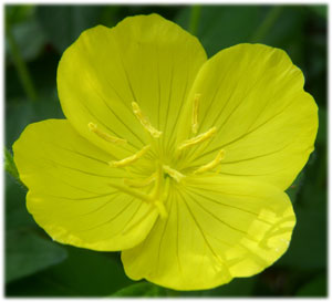 real primrose flower