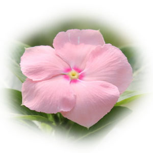 real vinca flower