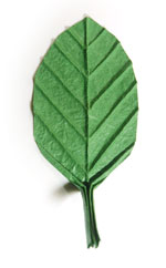 single leaf back image